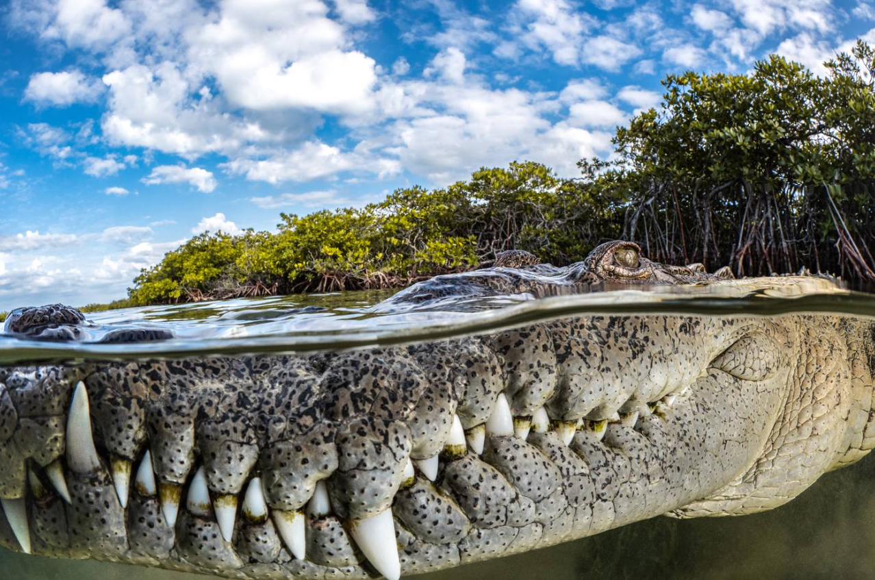 победитель Mangrove Photography Awards 2022