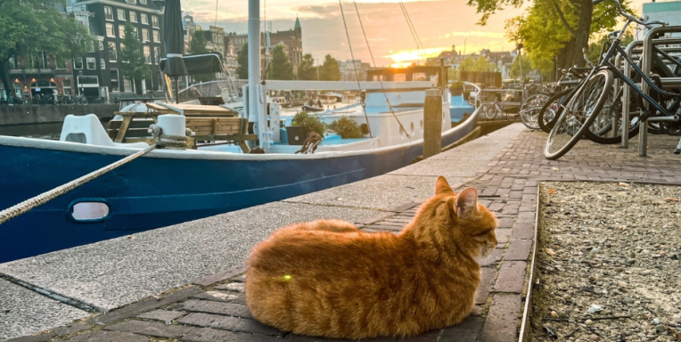 Нидерланды сделают миниатюрные лестницы, чтобы спасти кошек