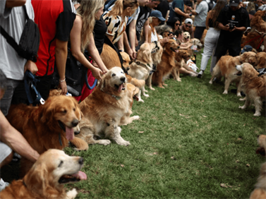 фото золотистых ретриверов