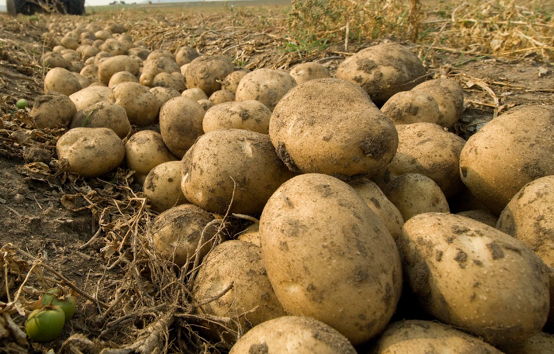 Где самый дешевый картофель в мире