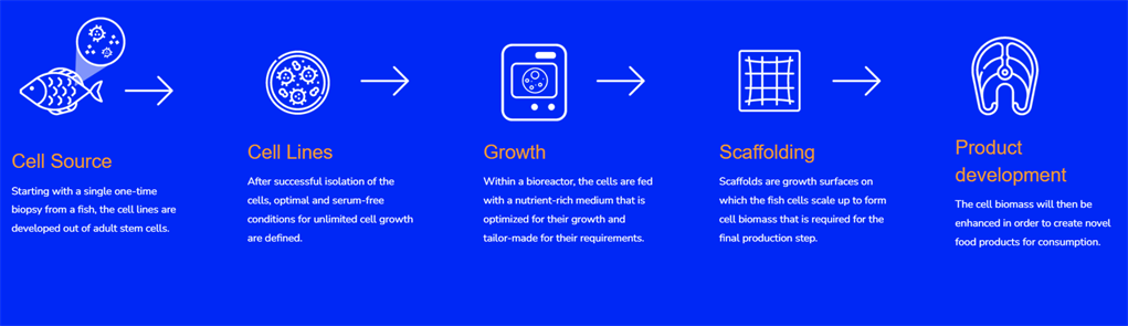 выращенные в лаборатории рыбные палочки технология