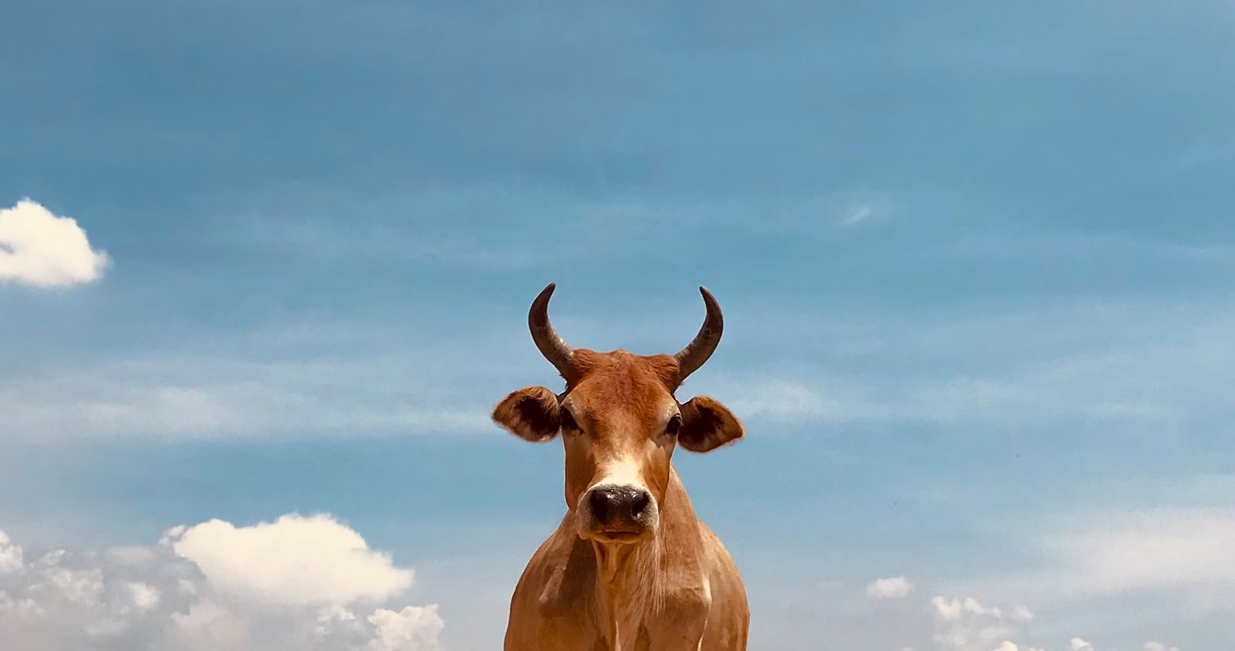 Камчатские фермеры увеличивают запасы кормов для скота на предстоящую зиму