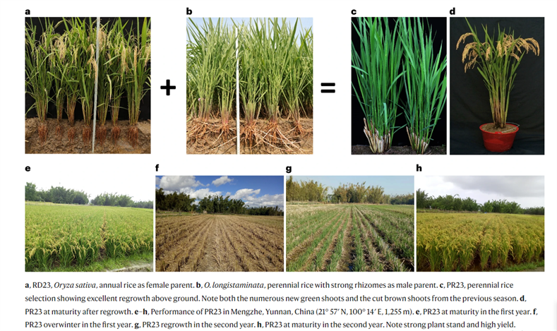 Многолетние рисовые культуры фото