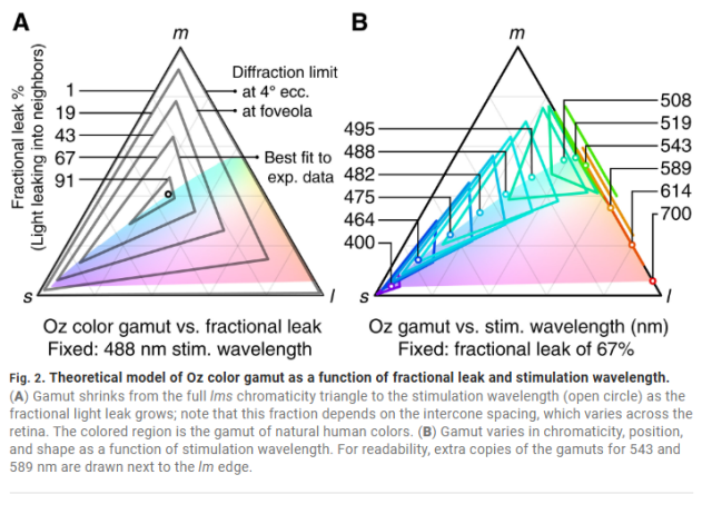 исследование колбочек глаз