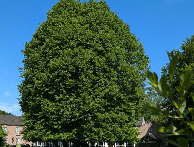 страстная пятница соглашение дерево