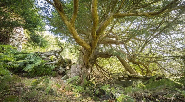 конкурс дерево года