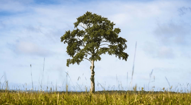 дерево из 1917