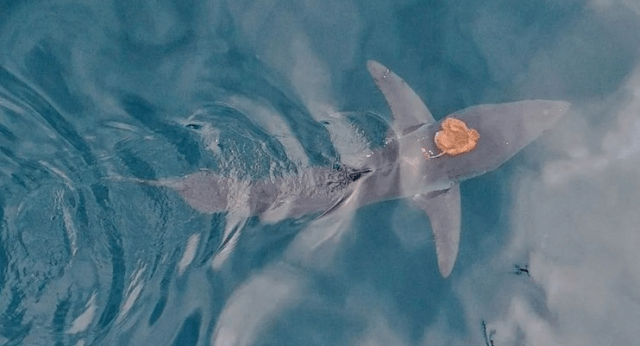 короткопёрая акула мако