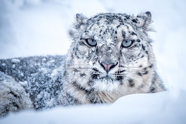 Вице-премьер обсудила защиту снежного барса в Республике Алтай