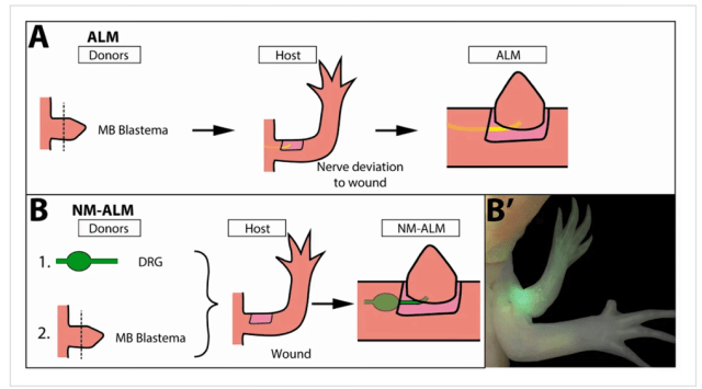 исследования регенерации конечностей