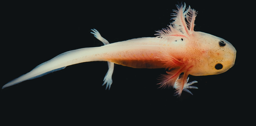 Ученые приблизились к возможности регенерации конечностей