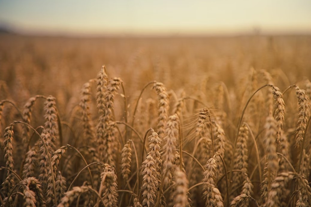 В Краснодарском крае спрогнозировали рост цен на зерно. С чем это связано?