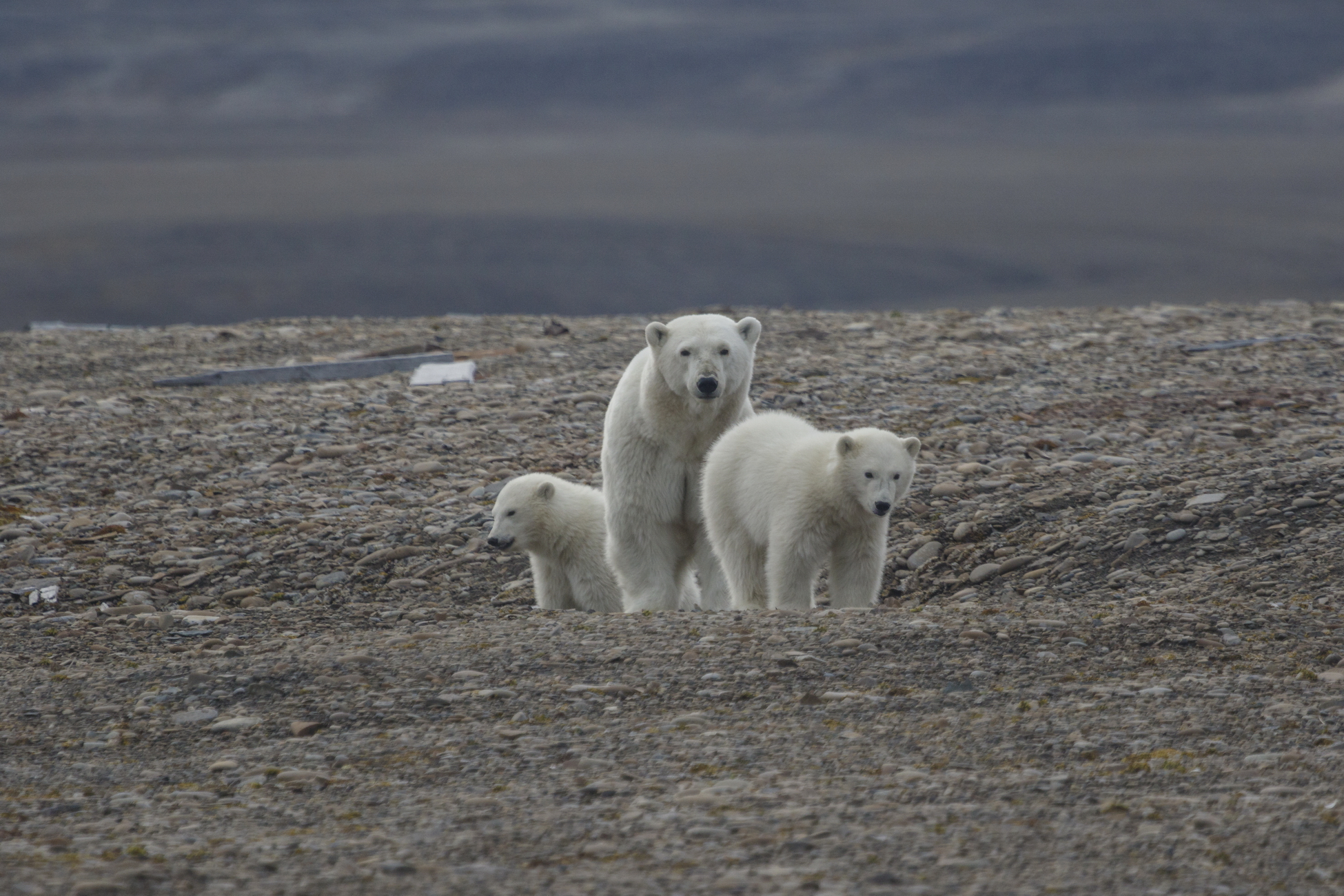 При поддержке ПОРА пройдет Евразийский экологический диктант