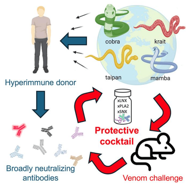 универсальное противоядие укусов