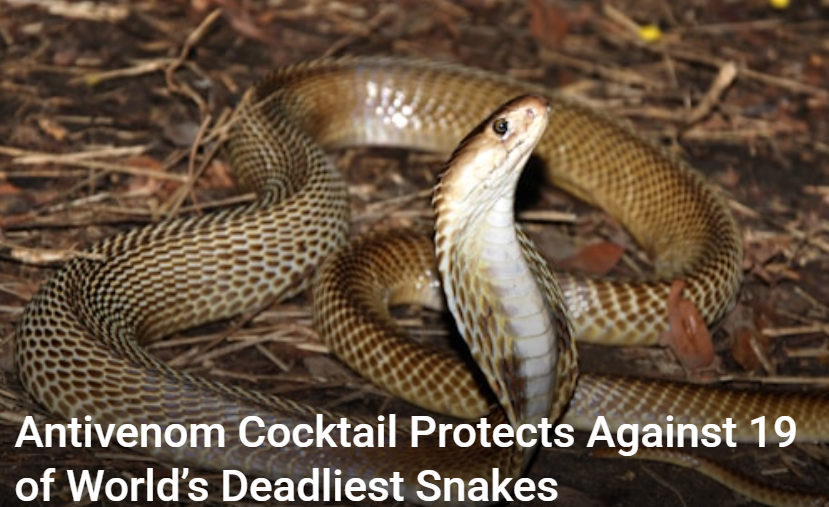 Представлено универсальное противоядие от укусов змей