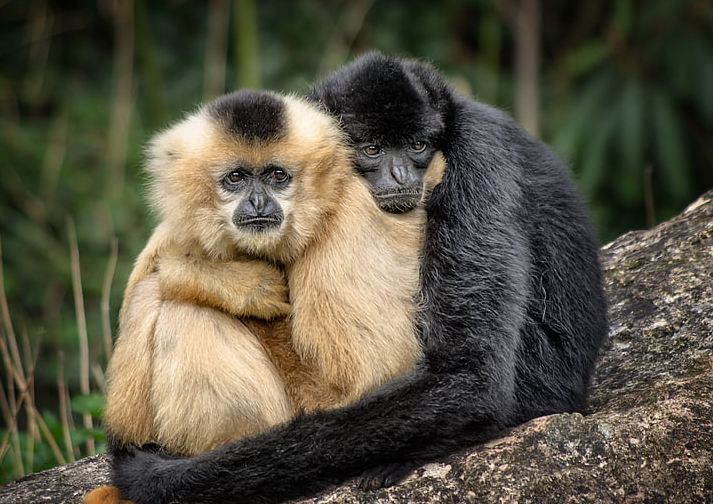 Новое исследование на тему почему люди целуются