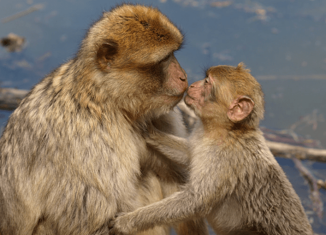 приматы целуются